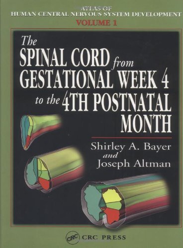 The Spinal Cord from Gestational Week 4 to the 4th Postnatal Month (Atlas of Human Central Nervous System Development Book 1) (English Edition)