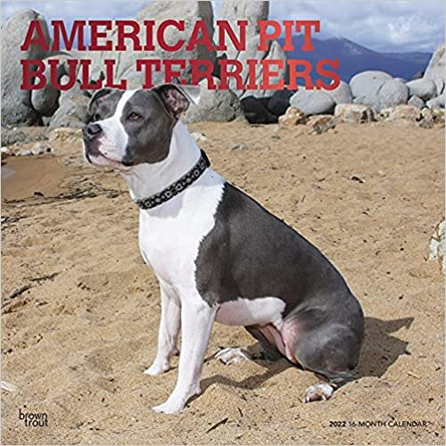American Pit Bull Terriers 2022 12 x 12 英寸月度方形挂历,带箔印封面,动物犬种狗日子