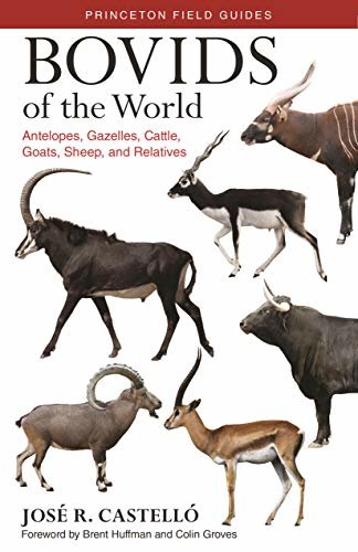 Bovids of the World: Antelopes, Gazelles, Cattle, Goats, Sheep, and Relatives (Princeton Field Guides Book 104) (English Edition)
